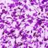 Gel mit Trockenblüten Flower Gel №08, 4 ml